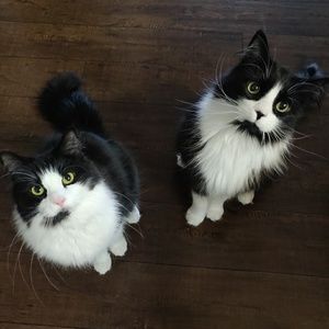 Meet your Posher, Naomi